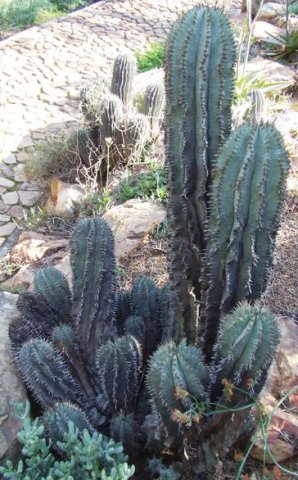 Euphorbia polygona in the Walter Sisulu National Botanical Garden