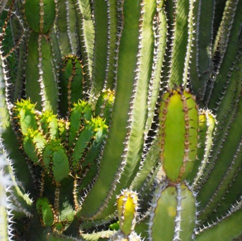 Euphorbia avasmontana stems