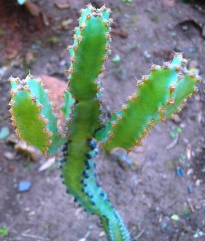 Euphorbia caerulescens, the suurnoors