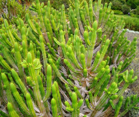 Euphorbia pentagona many green branches