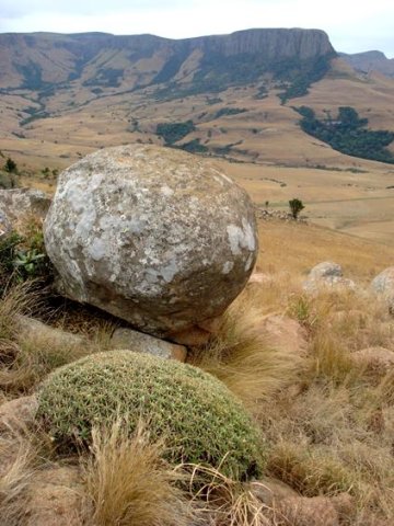 Euphorbia pulvinata rounded in complex fashion