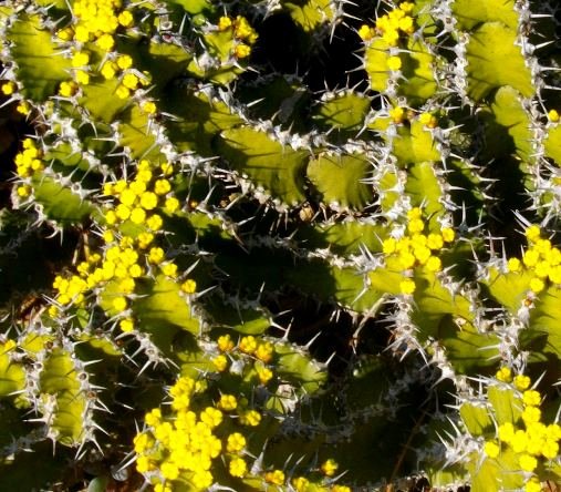 Euphorbia restricta blooming in winter