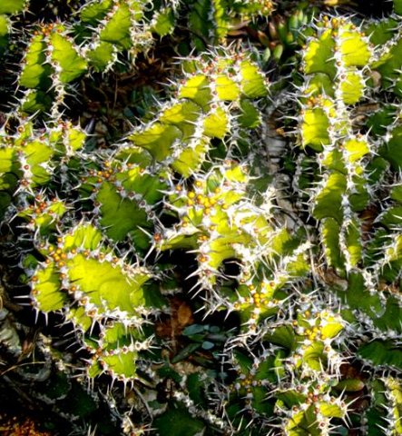 Euphorbia restricta spiny stems