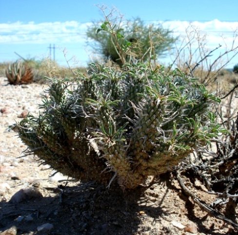 Euphorbia braunsii