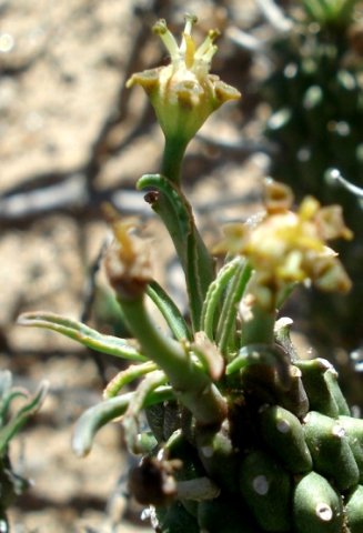 Euphorbia braunsii leaves and cyathia at the stem top