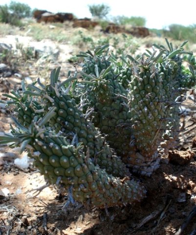 Euphorbia braunsii stem surfaces