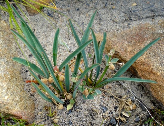 Euphorbia silenifolia hiding the melkbol 