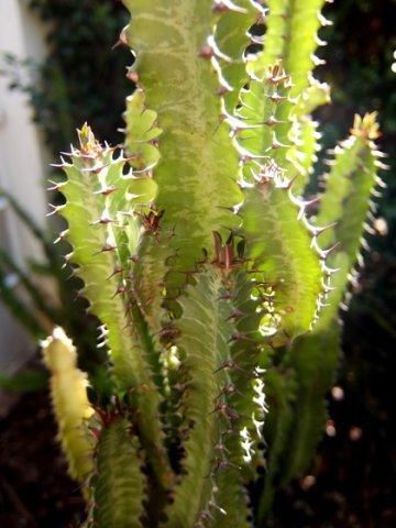 Euphorbia trigona