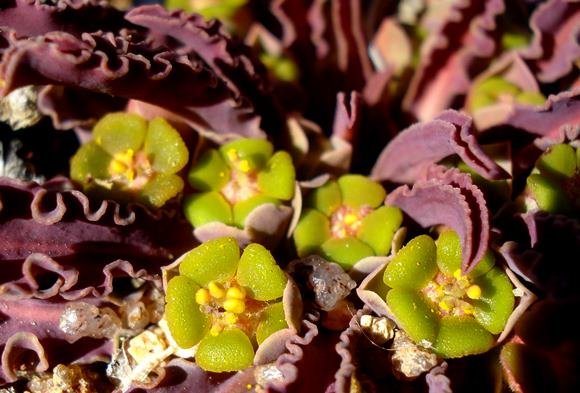 Euphorbia tuberosa cyathia and leaves