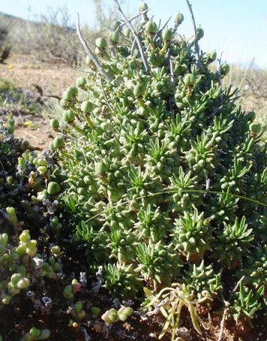Euphorbia multiceps