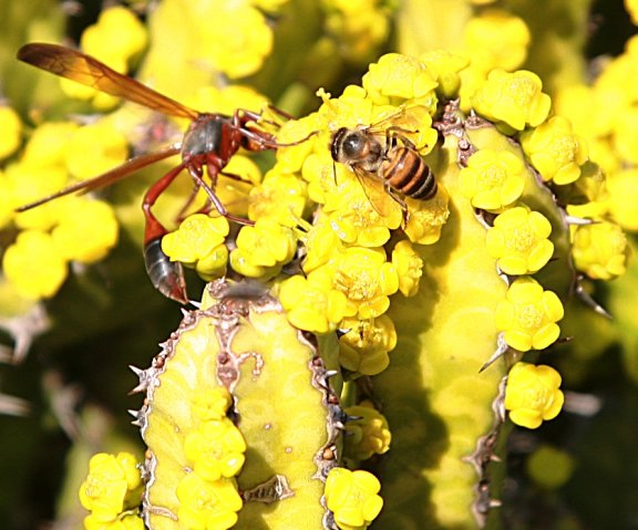 Euphorbia flowering very yellow