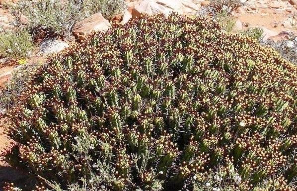 Euphorbia heptagona also a pincushion 