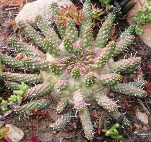 Euphorbia gamkensis