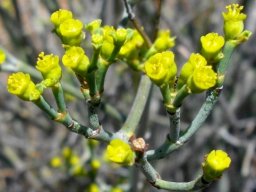 Euphorbia tenax flowering yellow