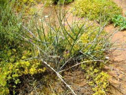 Euphorbia tenax