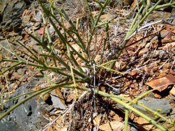 Euphorbia tenax stems