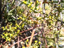 Euphorbia tenax cyathia in summer