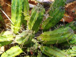Euphorbia heptagona scattered thorns on stem ridges