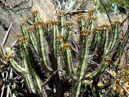 Euphorbia heptagona stems curving up