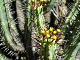 Euphorbia heptagona cyathia