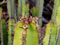 Euphorbia avasmontana stem-tip