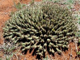 Euphorbia davyi many stems forming a dome