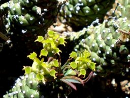 Euphorbia davyi cyathia
