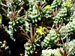Euphorbia davyi stems