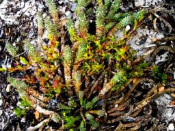Euphorbia caput-medusae having been through the wars