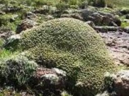 Euphorbia clavarioides commanding respect