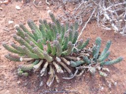 Euphorbia colliculina raised stem-tips