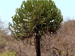 Euphorbia cooperi