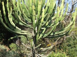 Euphorbia curvirama