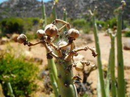 Euphorbia dregeana dry fruit capsules