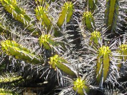 Euphorbia heptagona in dry summer conditions