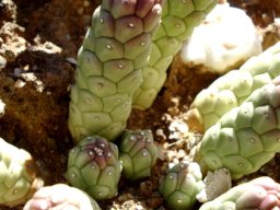 Euphorbia gamkensis pointing fingers