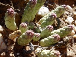 Euphorbia gamkensis young plant