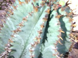 Euphorbia polygona solitary green fruit