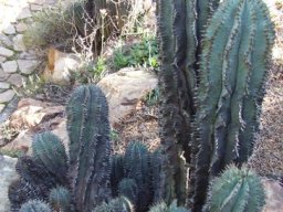 Euphorbia polygona in the Walter Sisulu National Botanical Garden