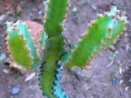 Euphorbia caerulescens, the suurnoors