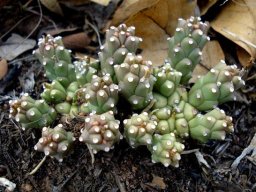 Euphorbia maleolens splitting crowns