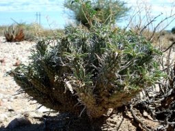 Euphorbia braunsii