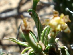 Euphorbia braunsii leaves and cyathia at the stem top