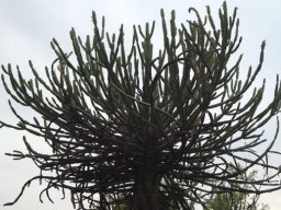 Euphorbia sekukuniensis not combed