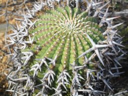 Euphorbia stellispina stem top