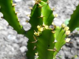 GENERA E-F