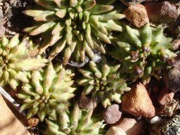 Euphorbia susannae