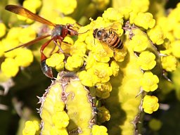 Euphorbia flowering very yellow