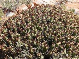 Euphorbia heptagona also a pincushion 