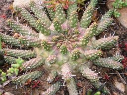 Euphorbia gamkensis